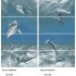 Decor Delfin-Piscis 27 x 60 cm